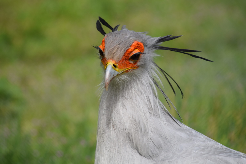 secretary, one animal, animal themes, animal wildlife, animal eye, vertebrate, animal head, looking, zoo, close-up, focus on foreground, animals in the wild