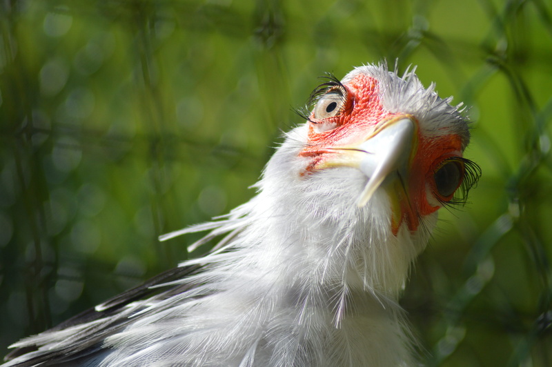 selective, aviary, photography, bird, 5K, quizical, focus, nature, vertebrate, feathers, animal, plumage, hilarity, animal wildlife, beak, animals in the wild