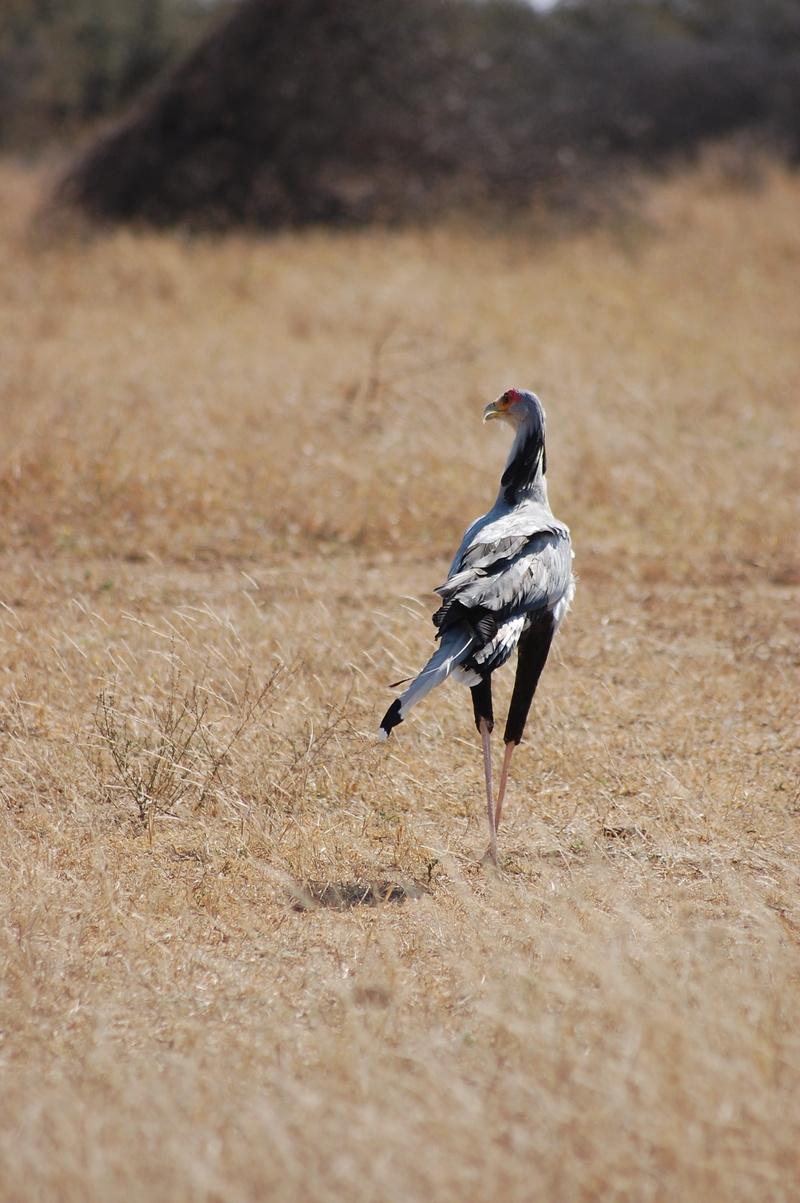 focus on foreground, predator, standing, vertebrate, secretary bird, nature, avifauna, no people, aves, feathers, animal wildlife, one animal, land, zoology