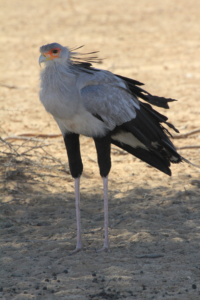 standing, animal wildlife, wildlife, full length, land, animals In The Wild, outdoors, animal, no people, nature, sunlight, animal body part, africa, bird