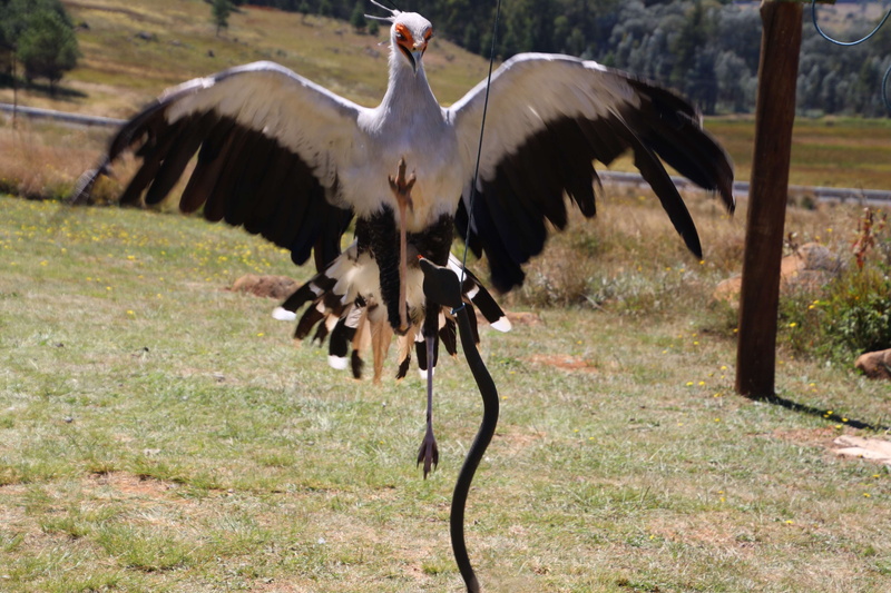 black and white, bird, flying, secretary bird, plant, wing span, full length, jump, land, dangerous, wings, stork, bird of prey, fly, day, prey, no people