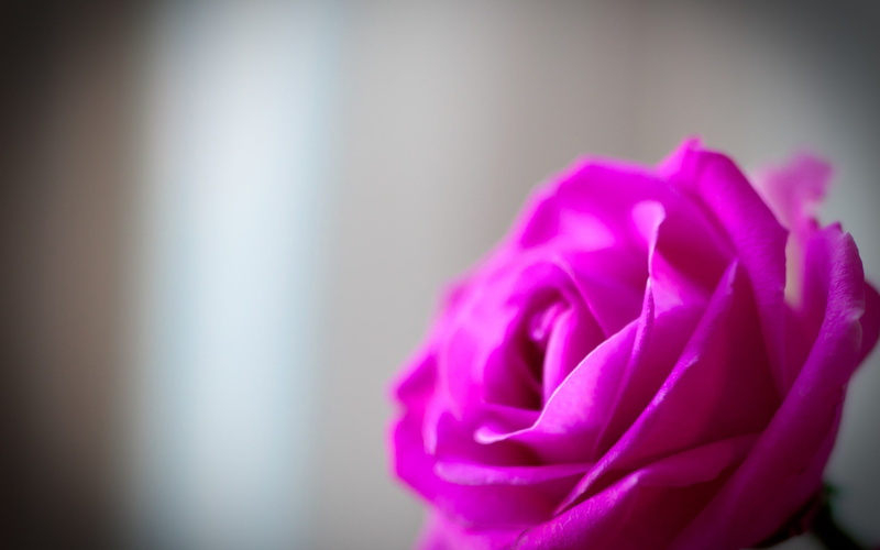 petal, fragility, pink roses, rose - flower, purple, no people, rose, focus on foreground, beauty in nature, inflorescence, petals, plant, softness, nature