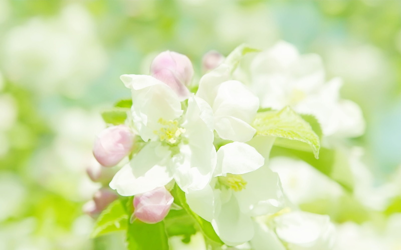 macro, white flowers, white, 1080P, flowers, beautiful, nature