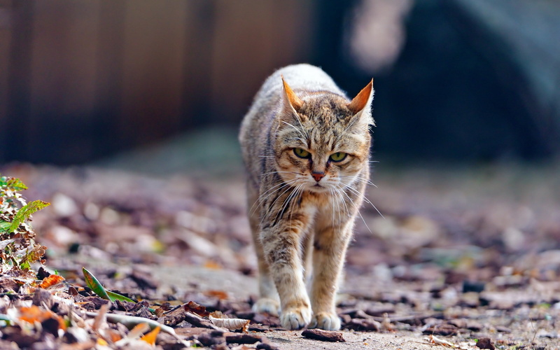 cat, vertebrate, portrait, feline, walk, cute, mammal, land, field, focus on foreground, whisker, fluffy, gray, domestic, looking at camera, human Face