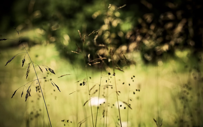 plant, leaves, selective focus, no people, land, vegetation, freedom, outdoors, herbs, environment, tranquility, animal themes, field, focus on foreground