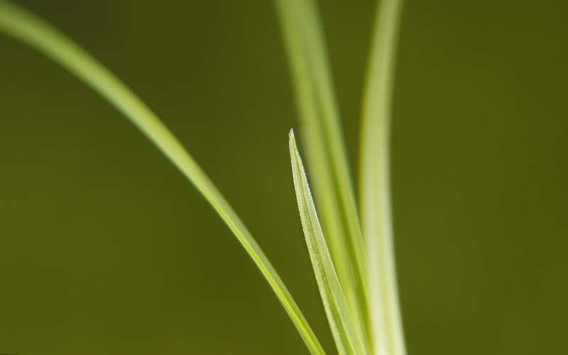 dew, green Color, leafed, leaf, macro, plant part, food and drink, agriculture, cereal plant, plant, bright, crop, day, nature, thin, 1080P, grass, blade of grass