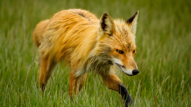 walk, walking, vertebrate, brown, animal themes, animal hair, animal wildlife, fox, green Color, hunting, carnivore, plant, mammal, animals Hunting, young Animal