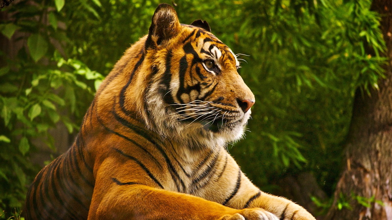 Animal, animals, hd aniaml, 1920x1080, articles, 1080P, tiger
