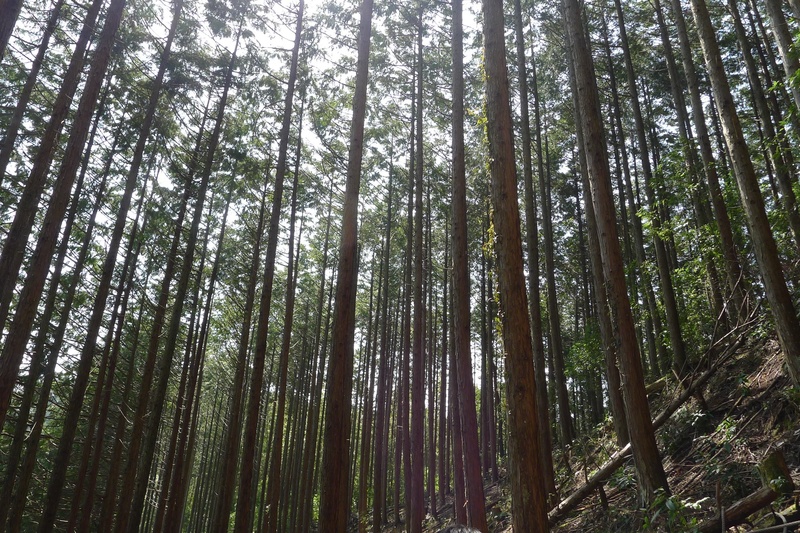 low angle view, outdoors, bamboo - plant, growth, woods, nature, no people, non-urban scene, thinning, tranquil scene, scenics - nature, rainforest, tree