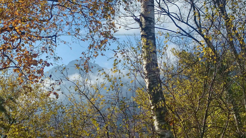 coniferous tree, beauty in nature, low angle view, tree canopy, autumn, nature, land, growth, twigs, birch, tree, haze, 4K, thin, day, tranquil scene