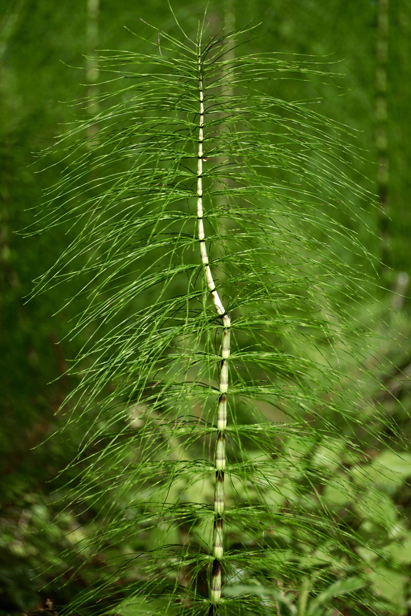 spider web, horsetail plant, forest floor, flora, medicinal plant, equisetum, long, nature, forest plant, forest, water, horsetail, fragility, thin, rush-like
