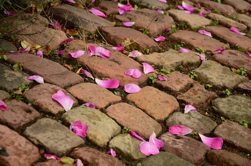 away, flower, land, pink, 4K, outdoors, plant, rock, pattern, photography, high angle view, no people, brick, rose petals, patch, road, structures, day
