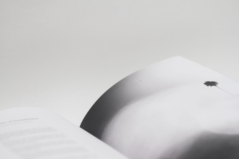 invertebrate, white color, surf, minimal, one animal, copy space, food and drink, animals in the wild, print, journal, ocean, studio shot, tree, 2K, animal wildlife