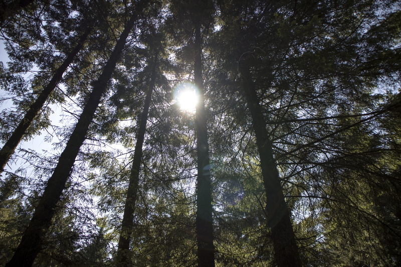 trunk, tree canopy, forest, no people, 5K, low angle shot, woodland, growth, silhouette, environment, bamboo - plant, nature, sky, plant, perspective