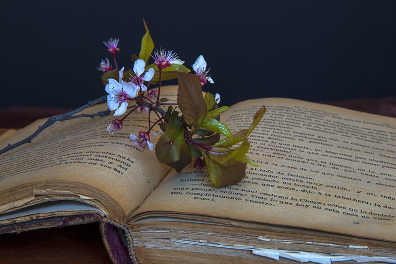 flower, old books, white, books, close-up, no people, school, i am a student, education, paper, leaf, communication, publication, opened, plant part, table