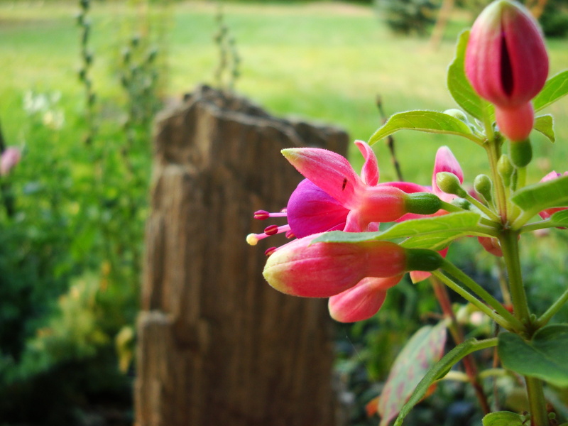 2K, plants, flowering plant, red, blurred, plant part, outdoors, fragility, growth, red flowers, flower, green color, freshness, plant, focus on foreground
