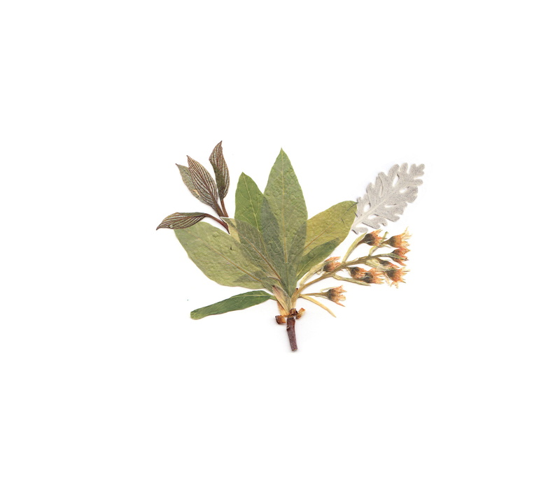 background, growth, close-up, vulnerability, branch, leafe, plant, indoors, flatlay, green, white background, beauty in nature, cut out, freshness, flora