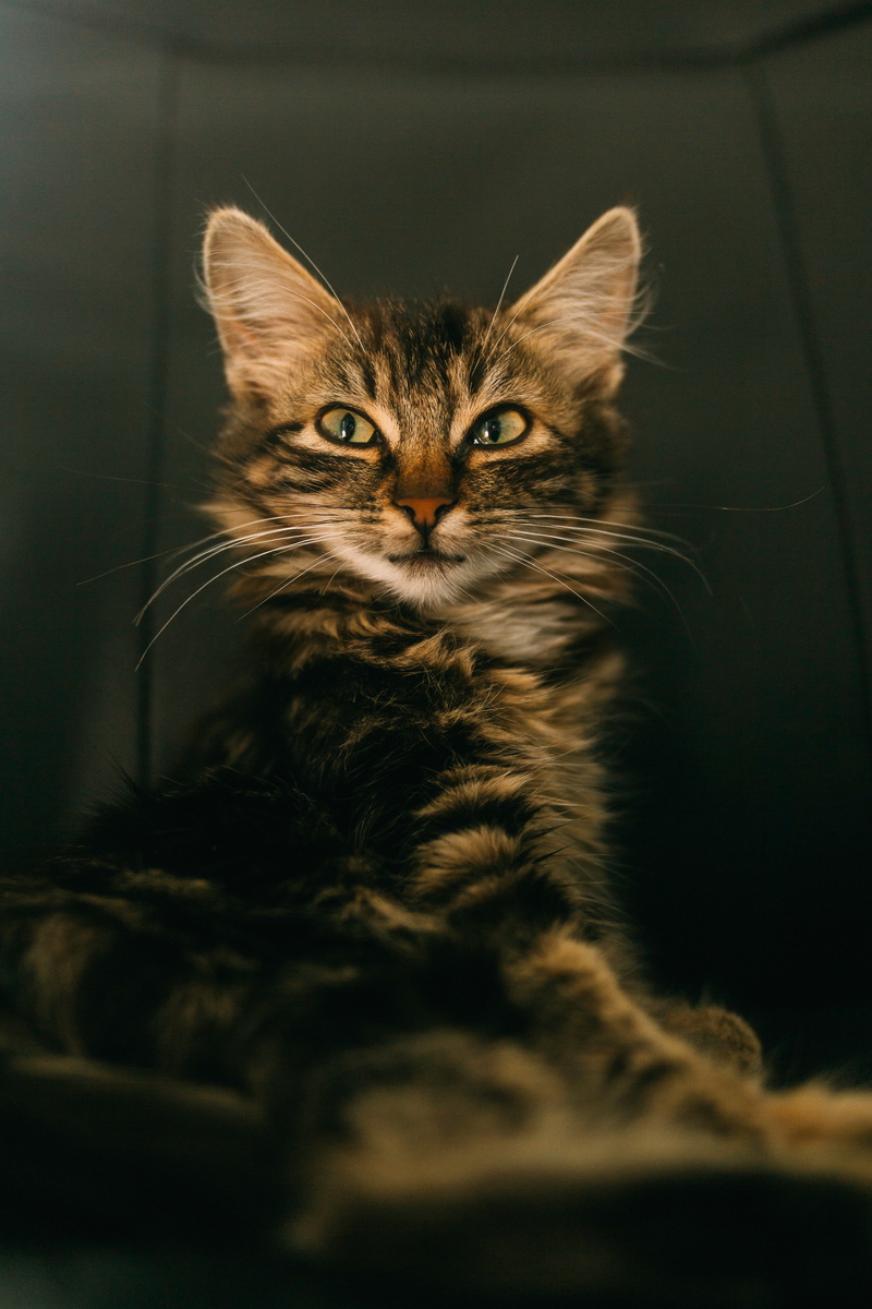 indoors, muzzle, 4K, no people, brown, black, domestic, portrait, tabby, cat, pets, feline, close-up, one animal, whisker, cunning, looking at camera