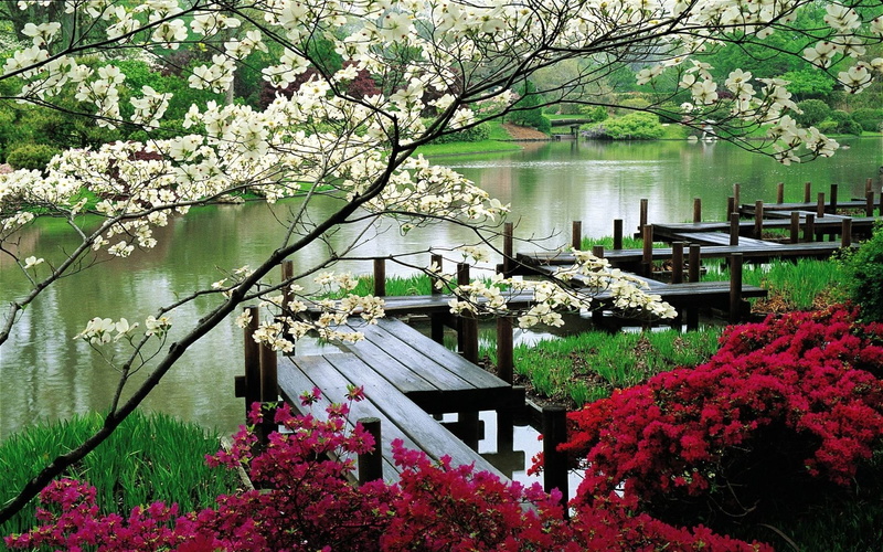 outdoors, petaled, branch, tree, wallp, flower, plant, cherry blossom, springtime, freshness, flowers, 1080P, blossom, garden, no people, natural, widescreen