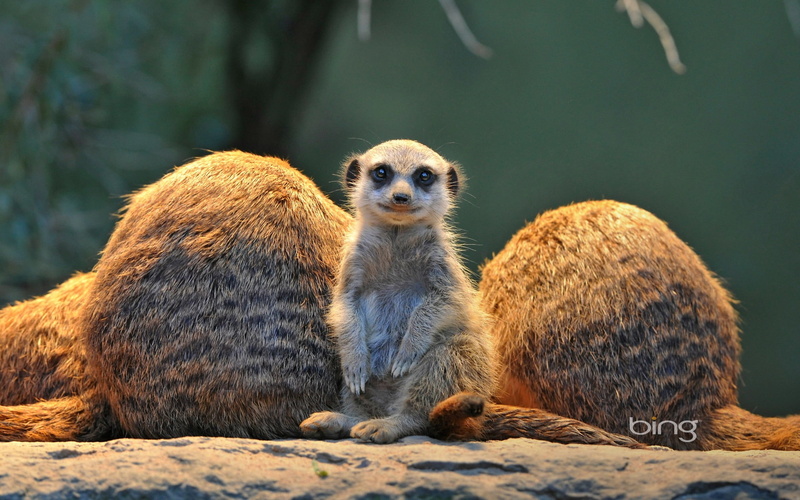 solid, animals in captivity, brown, two animals, meere, outdoors, no people, mammal, animal wildlife, focus on foreground, widescreen, animals in the wild