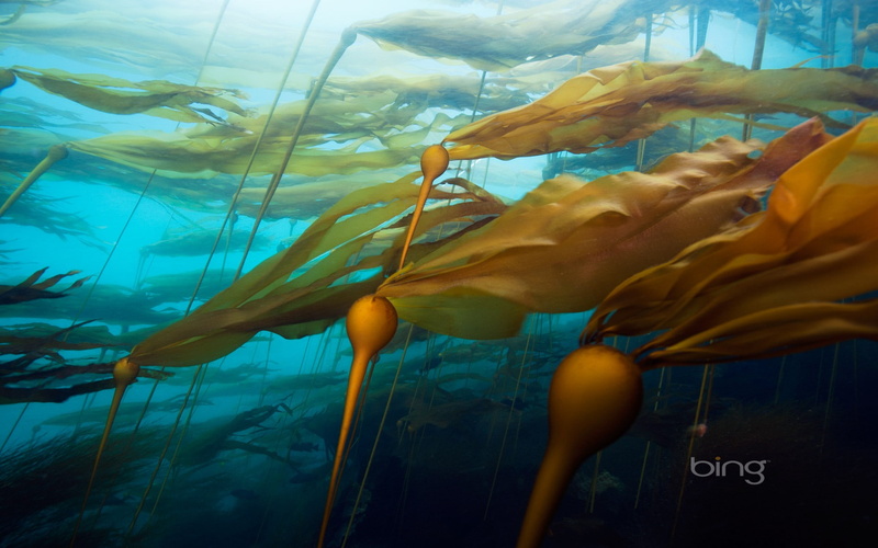 nature, digital, undersea, marine, vertebrate, transparent, glass - material, animal, animal wildlife, animal themes, bing, underwater, swimming