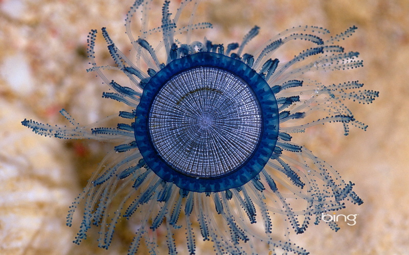 nature, button, blue, animal themes, widescreen, shape, flower, directly above, invertebrate, beauty in nature, theme, bing, one animal, marine, pattern