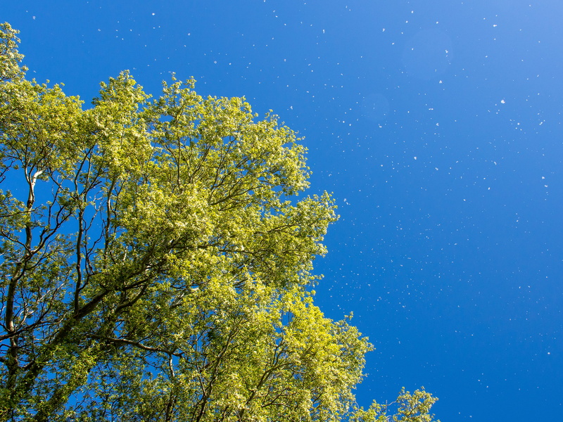 fir, woodland, green color, flare, nature, vegetation, day, saint martin de crau, building, no people, branch, adventure, flower, sky, growth, astronomy