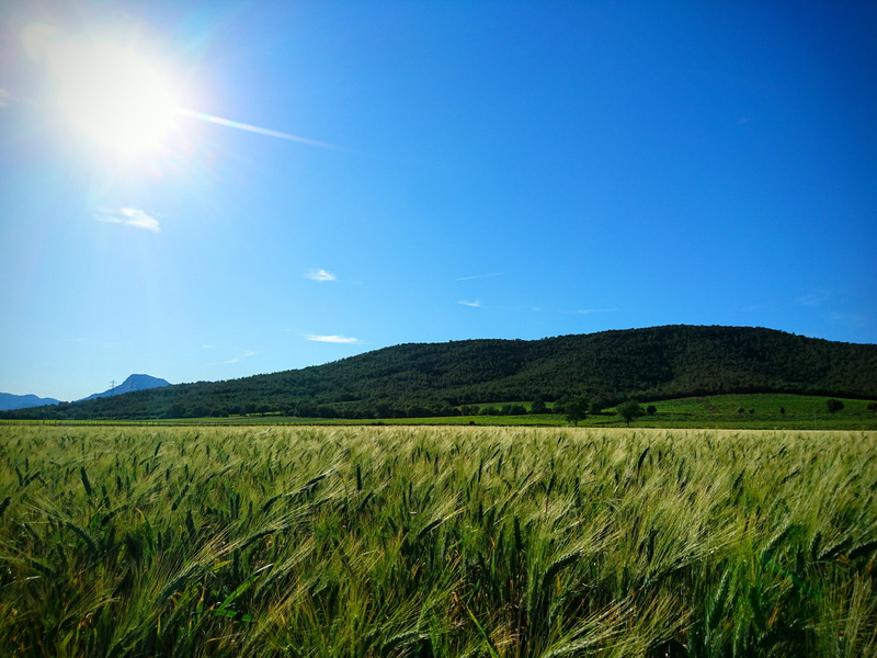 no people, green color, la crau, field, france, outdoors, agriculture, 4K, nature, crop, scenics - nature, tranquility, plantation, mountain, growth, land