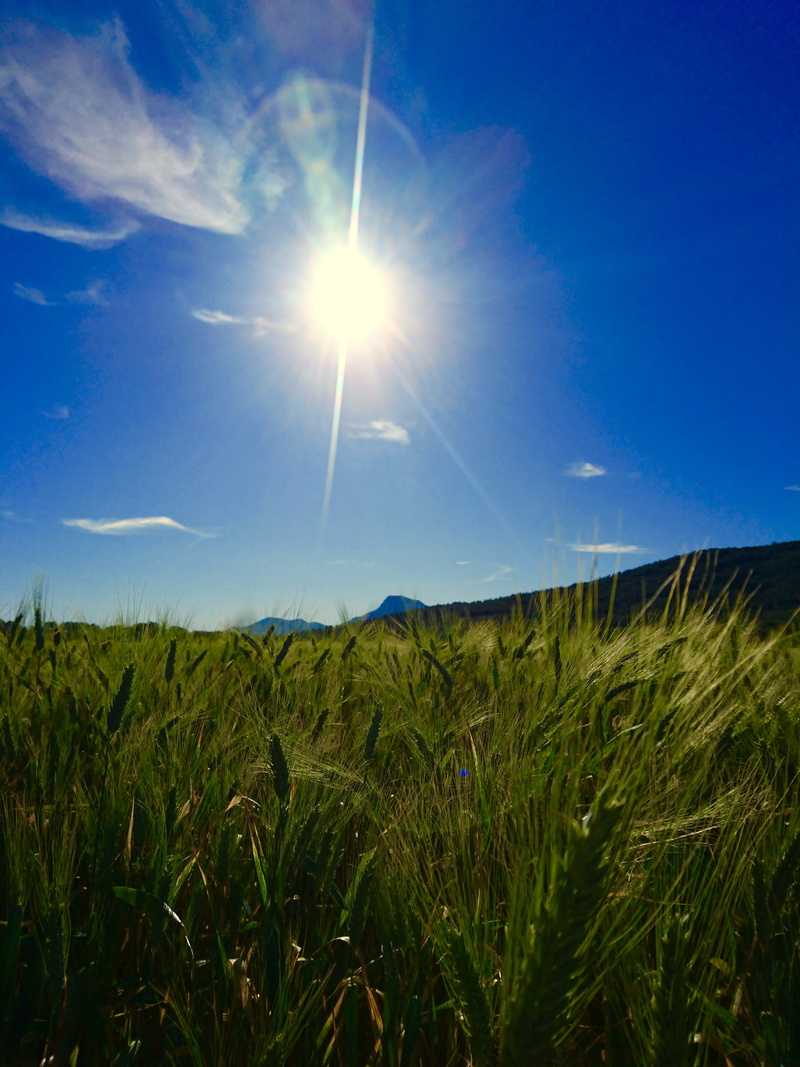 plant, crop, 5K, land, la crau, growth, sunbeam, france, bright, lens flare, environment, no people, tranquil scene, beauty in nature, blue, wind, sunlight