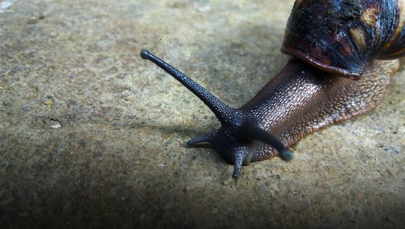 gastropod, day, animal themes, no people, giant land snail, africa, shell, one animal, 4K, selective focus, garden, invertebrate, animal body part, boredom
