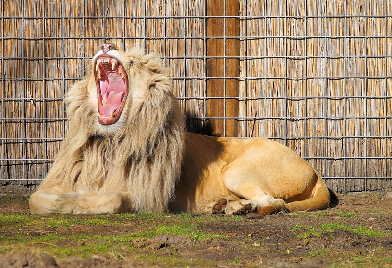 boredom, animals in captivity, mammal, outdoors, animal wildlife, beside, zoo, brown, animals in the wild, strong, tired, one animal, 2K, pets, beautiful