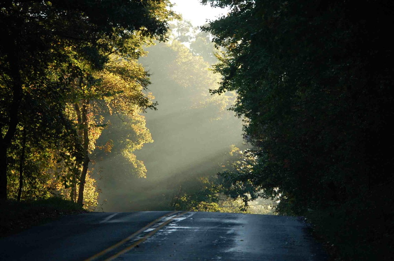 1080P, misty, green, nature, trees, forest, road, nature and landscapes