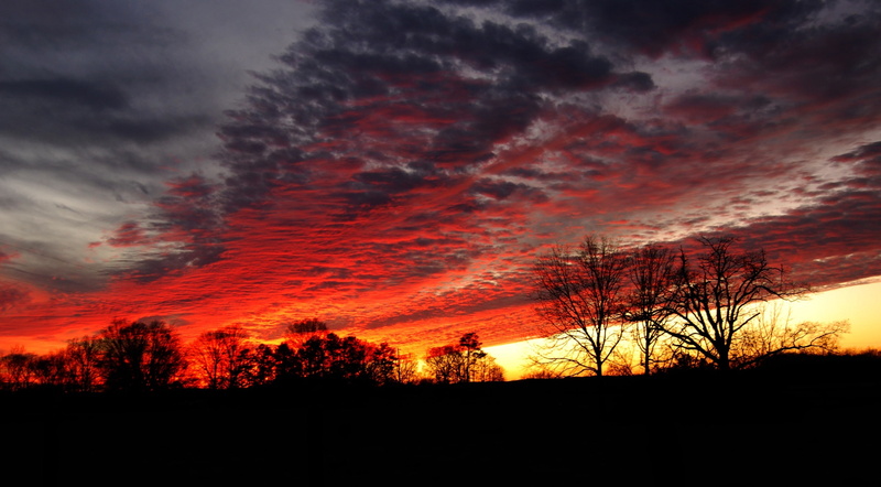 Orange, Sunset, scenics - nature, non-urban scene, Landscape, Scenery, 2K, tranquil scene, environment, done, cloud - sky, orange color, Trees, land, hour