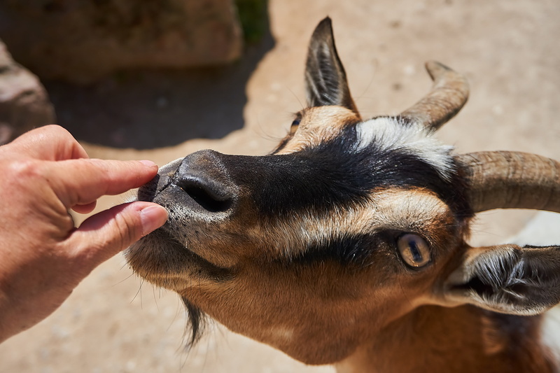 real people, zoo, domestic goat, vertebrate, horned, animal body part, animal mouth, animal, close-up, goatee, one person, domestic, animal themes, sun