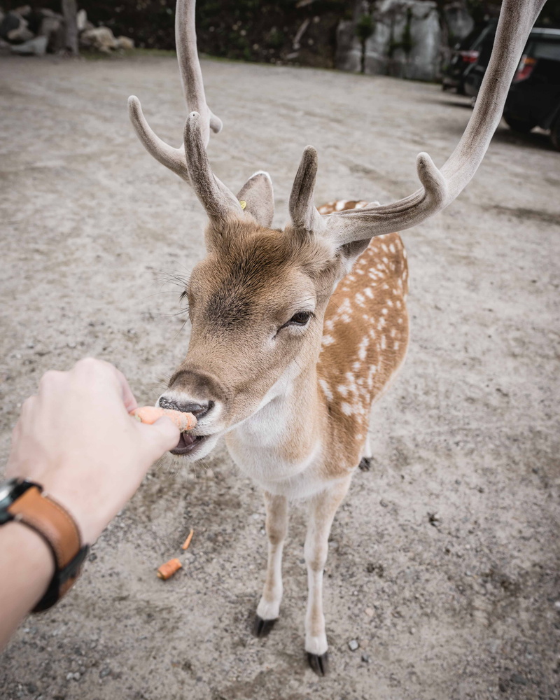 reindeer, outdoors, 4K, parc oméga, eating, outside, people, vertebrate, summer, feeding, deer, day, animals in the wild, feed, nature, horned, human hand