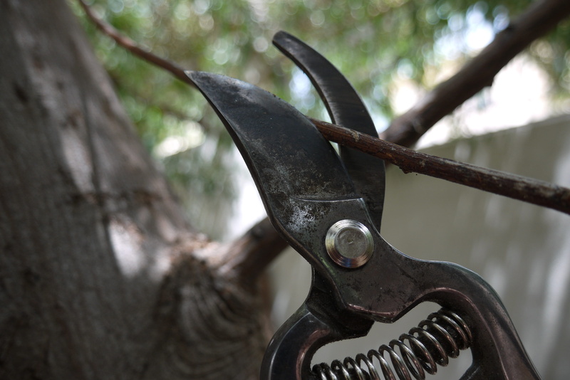 equipment, close-up, scissors, hanging, black color, tree, focus on foreground, selective focus, branch, 4K, no people, day, gardening, hand tool, plant