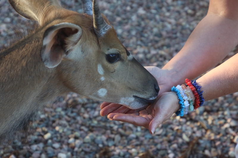 hand, bracelets, real people, eyes, finger, livestock, day, focus, mammal, brown, eat, animal, 5K, domestic, one person, herbivorous, animal wildlife