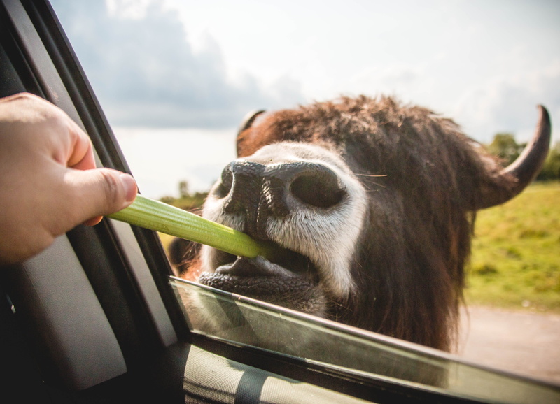 buffalo, one person, window, vegetable, finger, grassland, outdoors, human body part, countryside, field, horns, hand, human hand, vertebrate, daytime