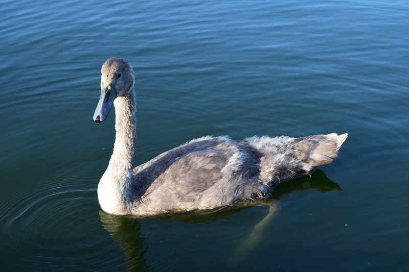 lake, animal neck, water, swimming, nature, swan, animals in the wild, 5K, cute, vertebrate, waterfront, floating on water, milton keynes, bird, baby