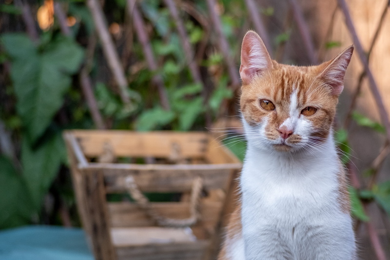 ginger cat, outdoors, feline, domestic, milton keynes, animal head, domestic cat, autumn, no people, seat, cat, portrait, summer, nature, animal, one animal