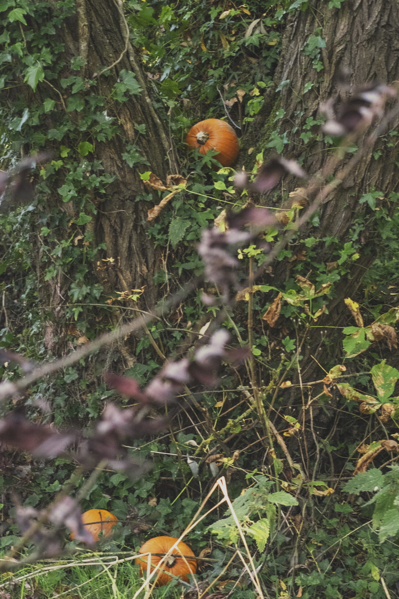 selective focus, food, bird, milton keynes, vertebrate, 4K, beauty in nature, one animal, green color, animal wildlife, tree, outdoors, close-up, day