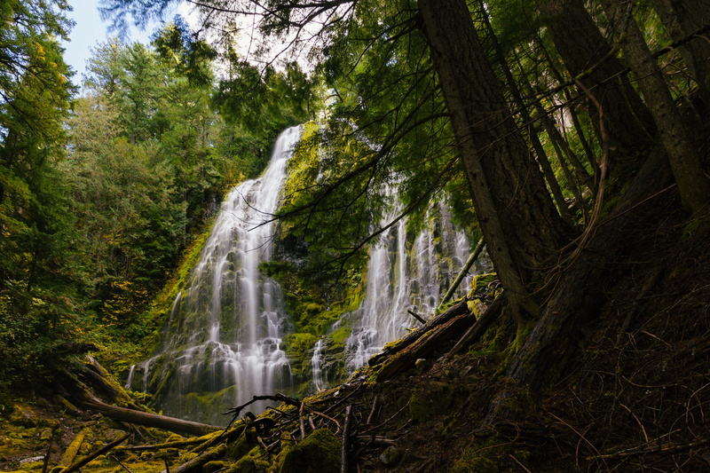 forest, nature, trees, motion, oregon, power in nature, 4K, no people, united states, water, growth, tree, proxy falls, beauty in nature, falling water