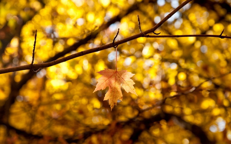 day, tree, orange color, plant part, nature, change, no people, outdoors, leaves, autumn collection, yellow, leaf, 720P, maple tree, growth, close-up