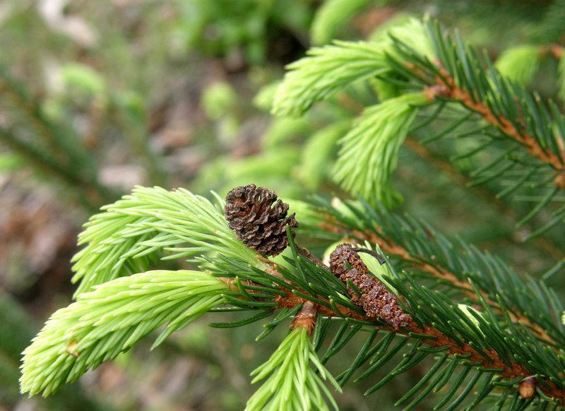 beauty in nature, seeds, green color, animal themes, Nature, green, pine cone, growth, close-up, coniferous tree, shoots, close, young, Needles, focus on foreground