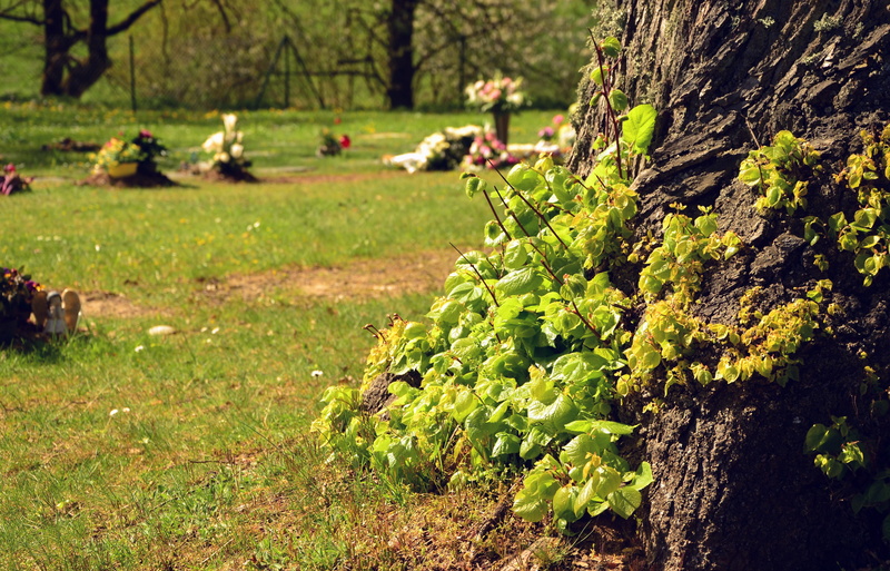winemaking, live new, trunk, 4K, no people, land, spring, field, outdoors, plant, lawn graves, leaf, day, resurrection, tree shoots, green color, growth