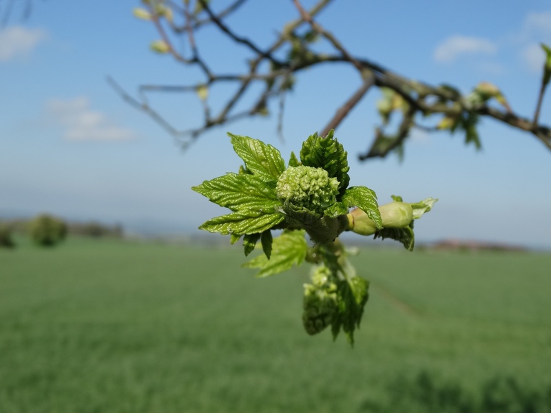 no people, focus on foreground, growth, bud, sky, 2K, day, plant, close-up, selective focus, shoots, field, plant part, beauty in nature, buds drive, trees knock out