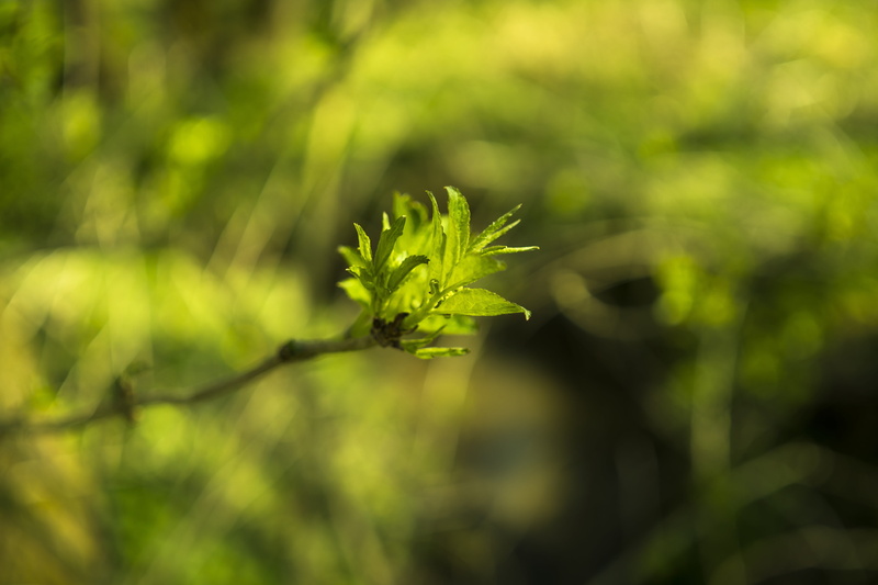 close-up, sunlight, summer, young, shoots, branch, land, tree, leaves, freshness, focus on foreground, 5K, plant part, vulnerability, spring, green, no people