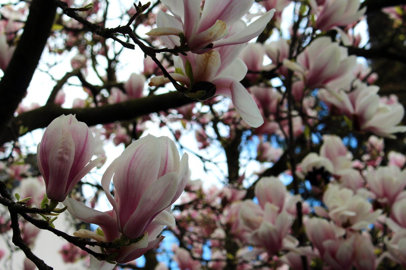 spring, outdoors, macro, flowering plant, blossom, branch, freshness, flower, white, petal, flower head, awakening, cherry tree, bloom, magnolia, cherry blossom