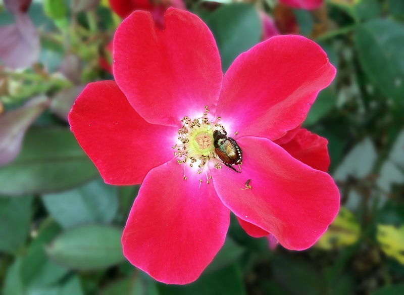 knockout rose, scarab, japanese beetle, flora, knock out rose, 2K, inflorescence, fragility, metallic, animals in the wild, plant, invertebrate, pollen