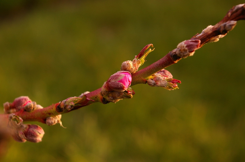 nature, blossom, flowers, young, petal, shoots, growth, live new, Peach Tree, flower, peach blossom, pink color, frühlingsanfang, food, macro, spring awakening